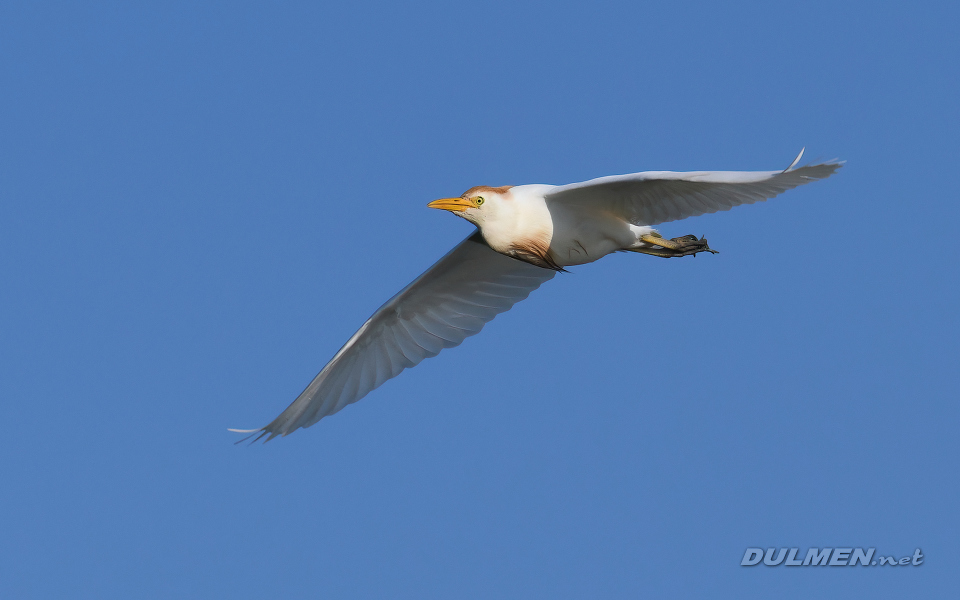 Cattle egret (Bubulcus ibis)